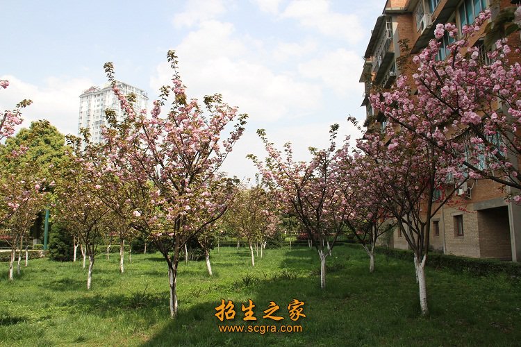 校園風(fēng)景